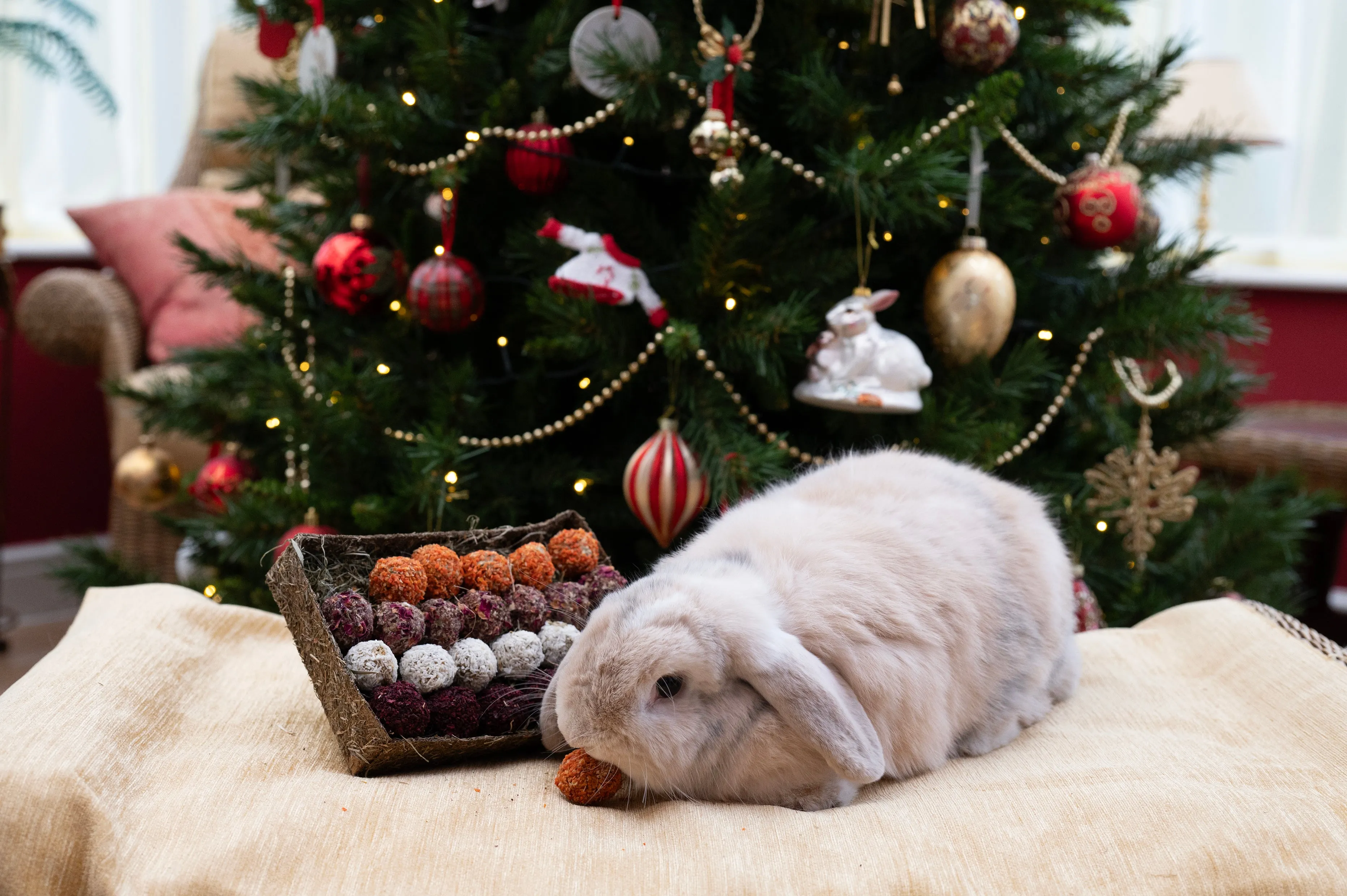 Advent Gift 'n' Forage Truffle Tray | Small Pet Christmas Treat Set by Rosewood Naturals