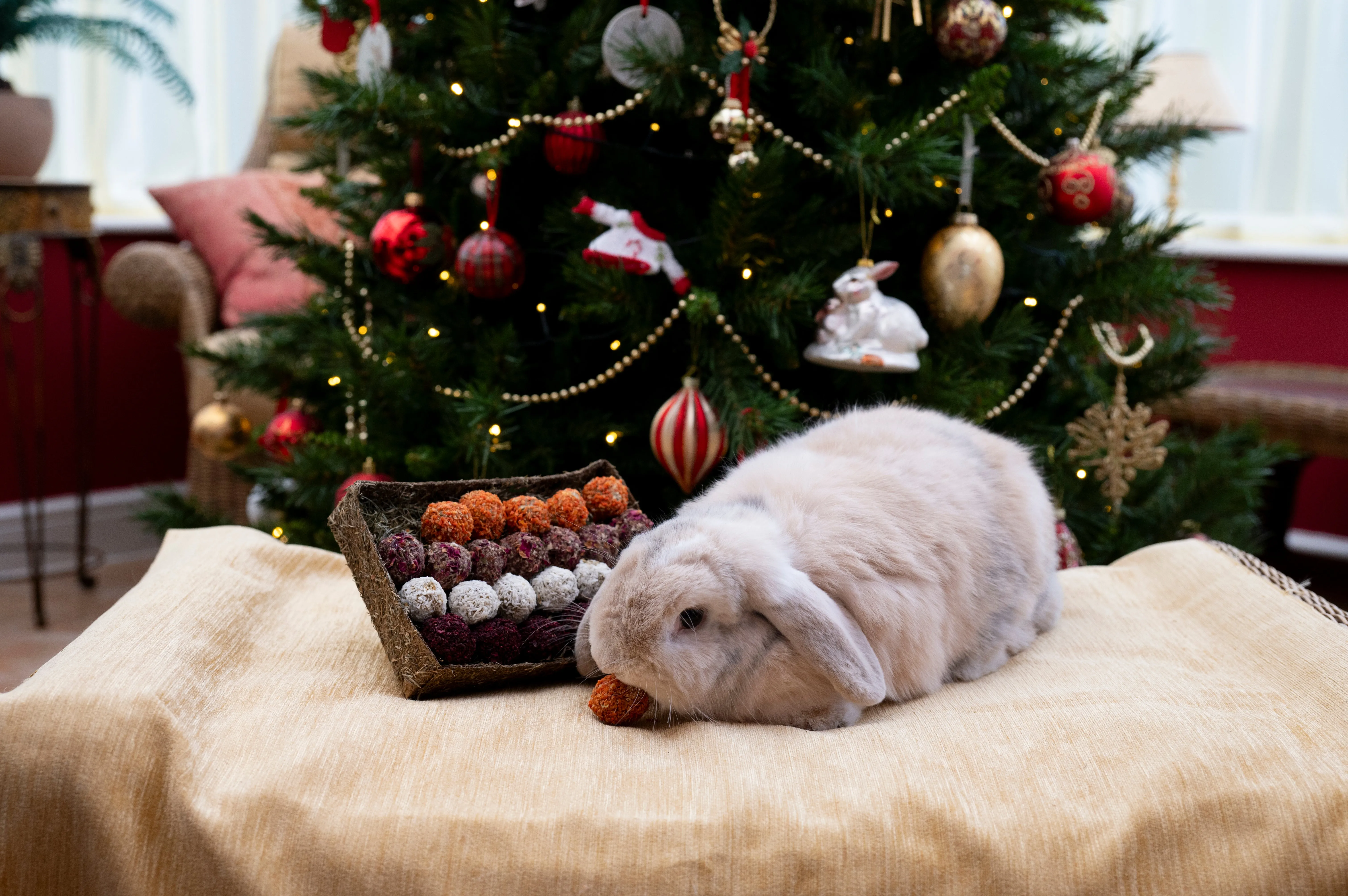 Advent Gift 'n' Forage Truffle Tray | Small Pet Christmas Treat Set by Rosewood Naturals