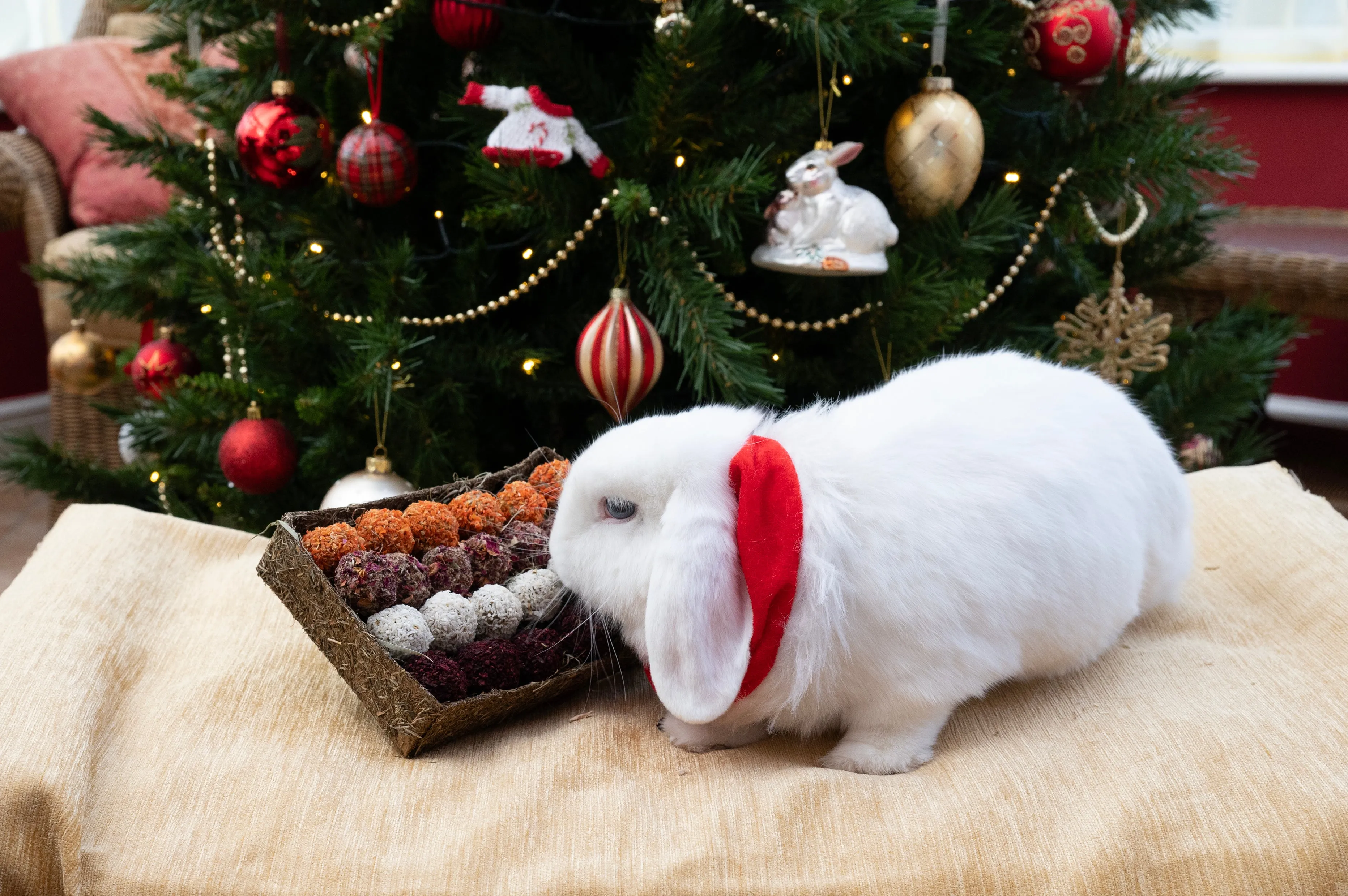 Advent Gift 'n' Forage Truffle Tray | Small Pet Christmas Treat Set by Rosewood Naturals