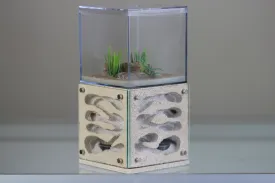Casita (Custom Bone 6)