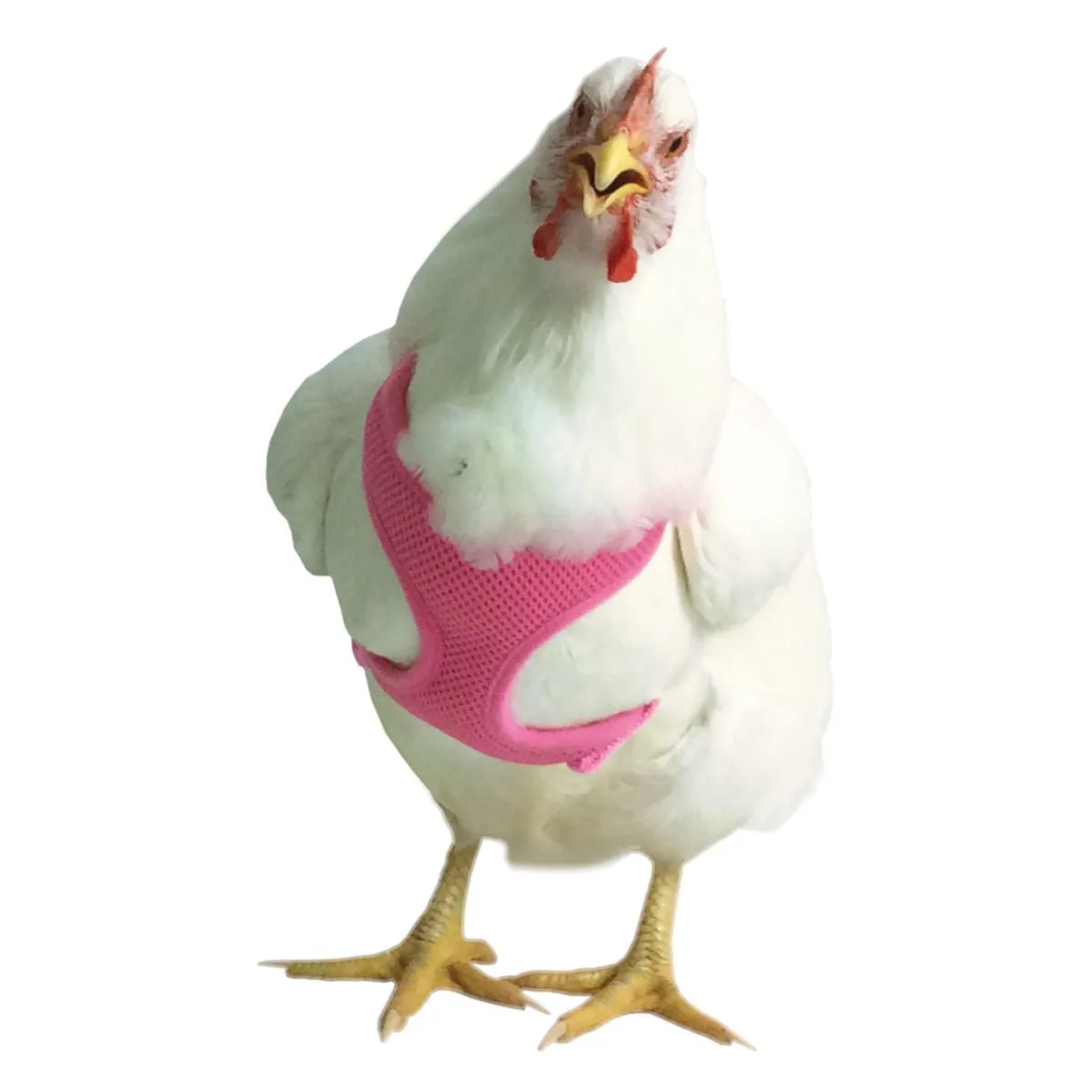 Chicken Harness, Small/Hen
