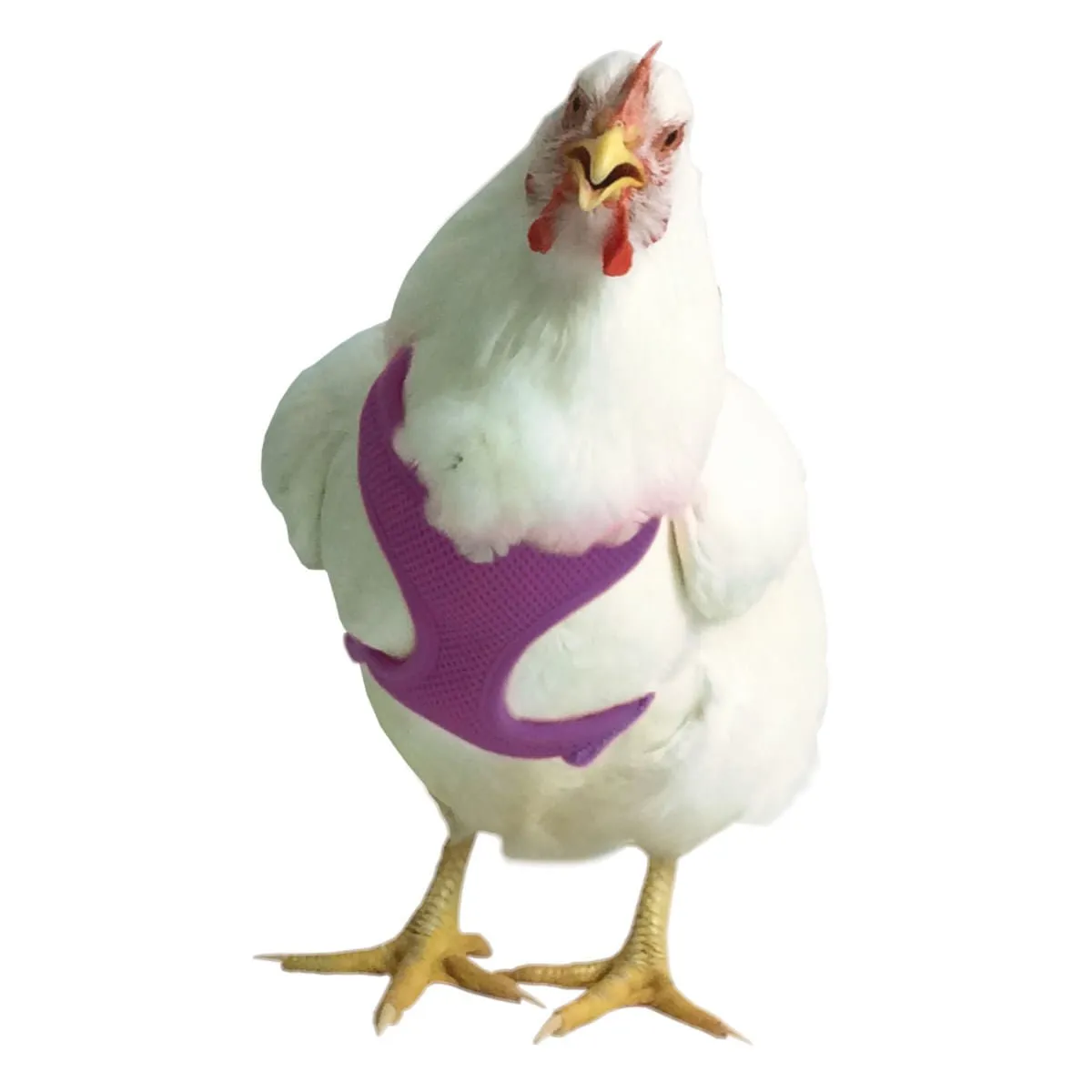 Chicken Harness, Small/Hen