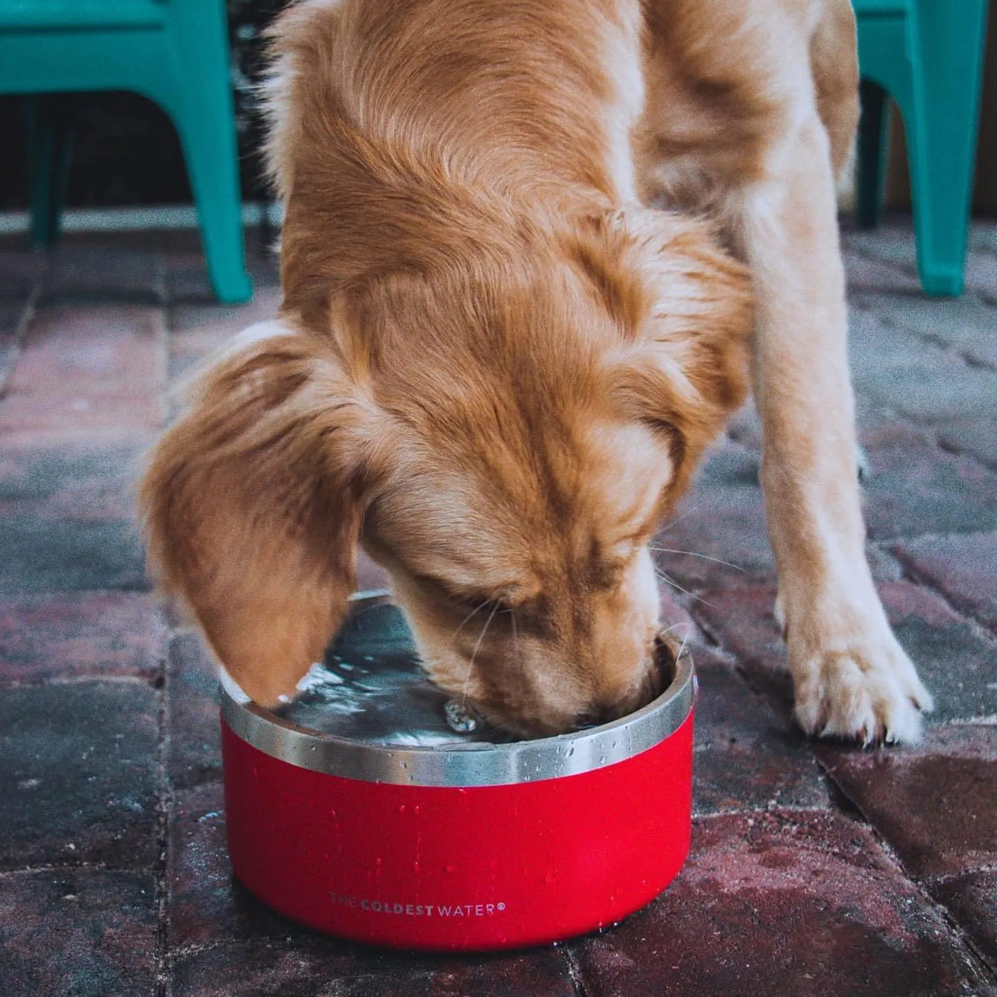 Coldest Dog Bowl - Anti Rust Metal, Non Slip, 3 Layers Insulated Stainless Steel Dog Bowls - Spill Proof & Heavy Duty - Water Bowl for Dogs, Cats & Pets, Dish Washer Safe (21 oz, Solar Yellow)