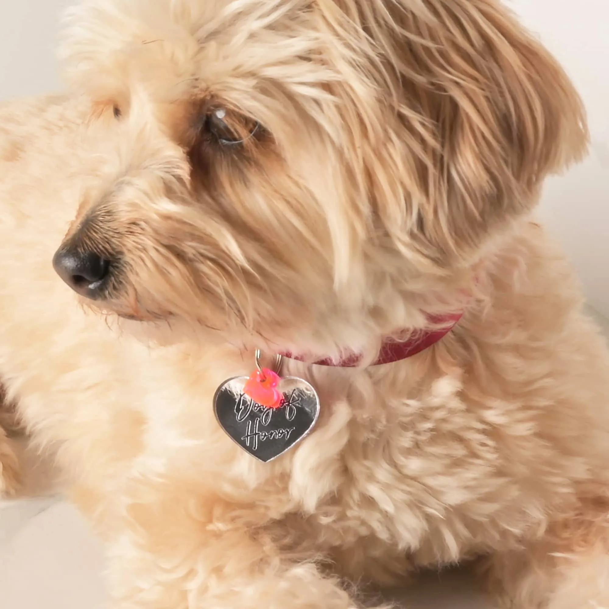 Dog of Honor Pet Tag, Wedding