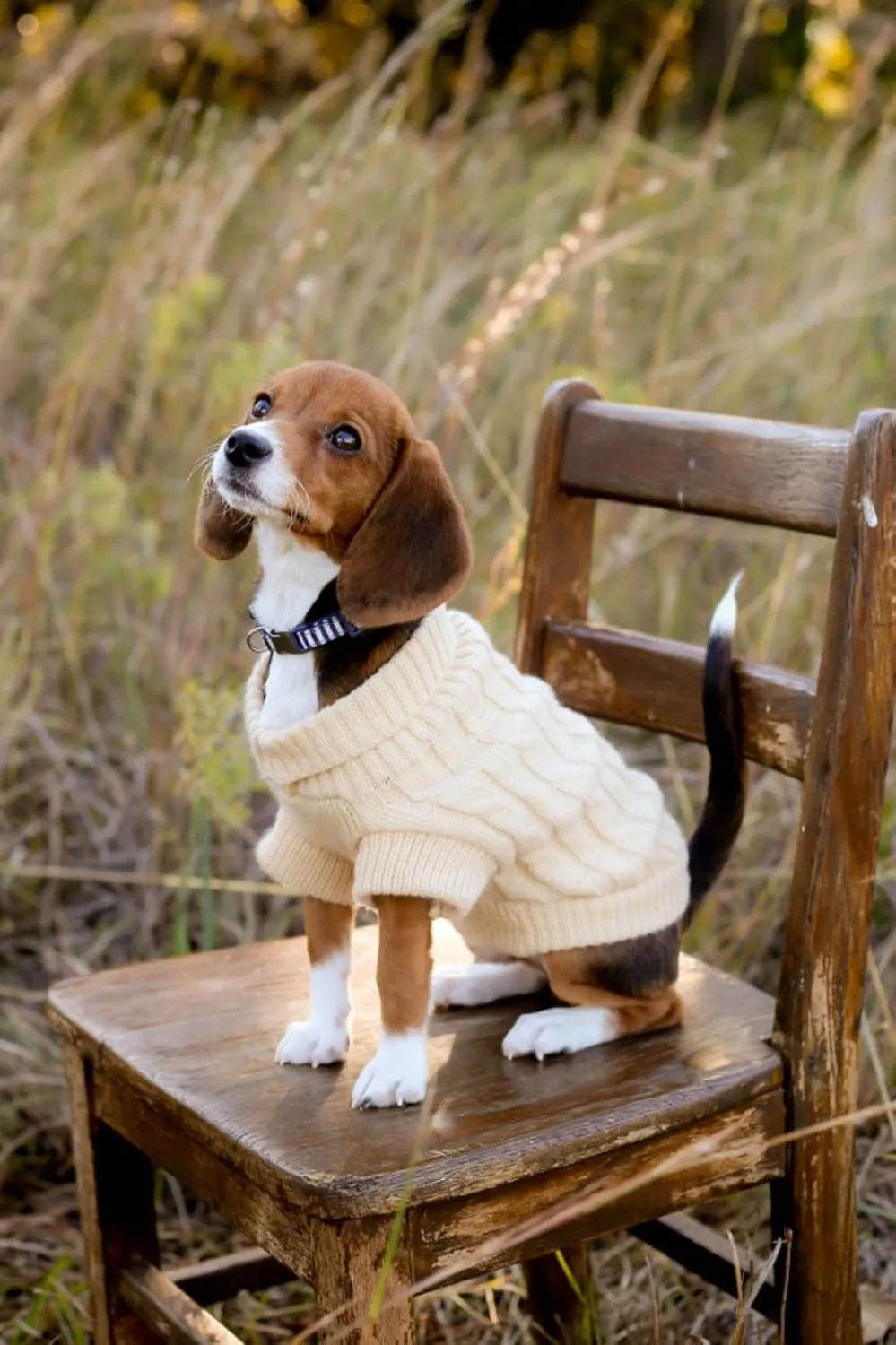 HAPEE Dog Sweater, Small, Beige, Classic Style, Stretchable, Winter, Hand Wash