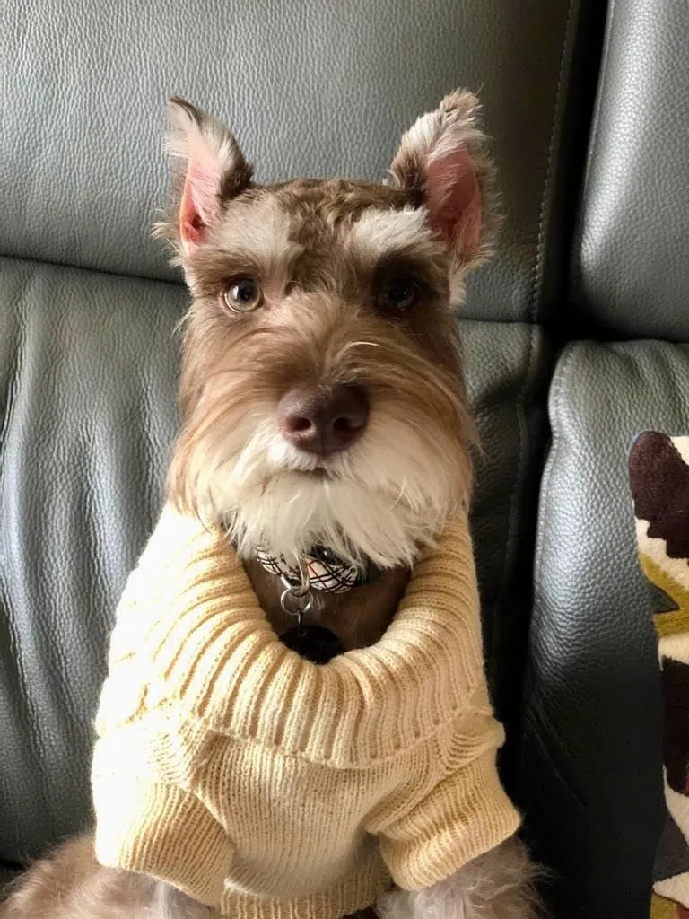 HAPEE Dog Sweater, Small, Beige, Classic Style, Stretchable, Winter, Hand Wash