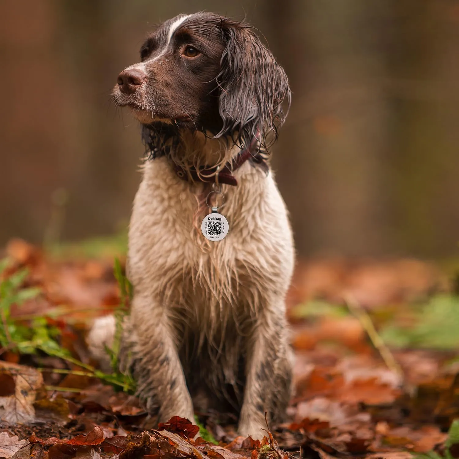 QR Code Pet ID Tag, Dog ID Tag - Scan QR for Instant Pet Location Alerts, Lightweight Zinc Alloy