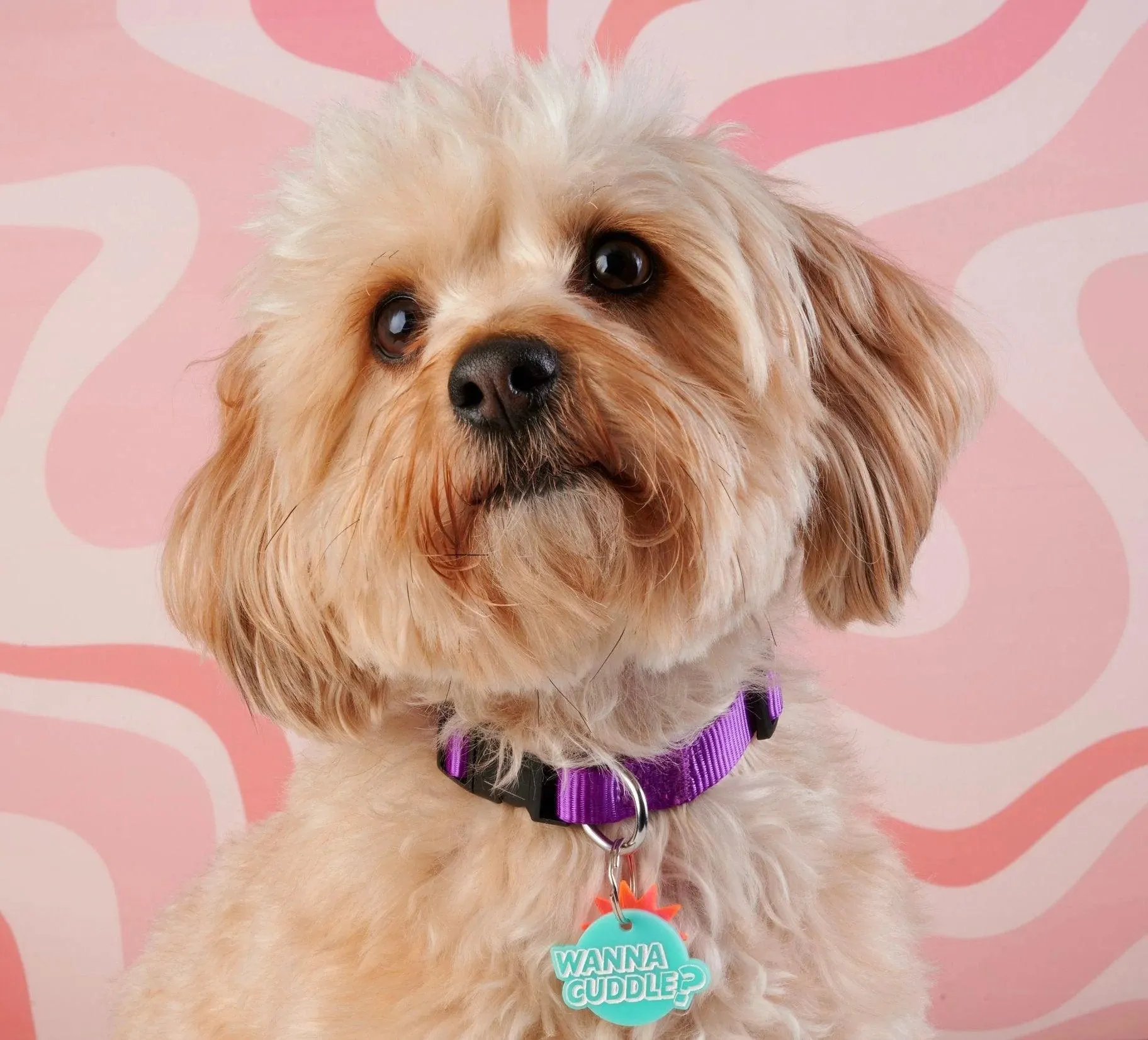 Wanna Cuddle Personalized Pet Tag